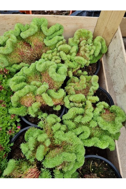 Очиток гірський Кристатум саджанці в садовому центрі